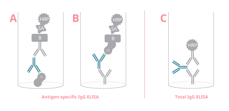 ELISA analysis of sera immunoglobulin (Ig)G dynamics. The data