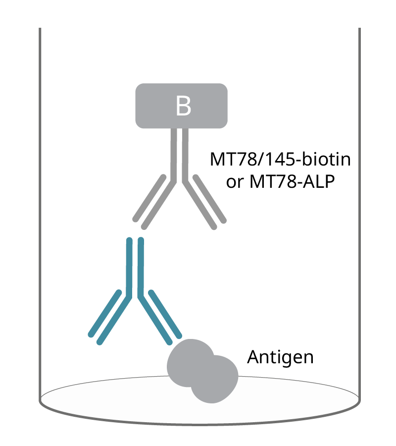 Anti-human IgG mAbs (MT91/145), unconjugated - Mabtech | Mabtech