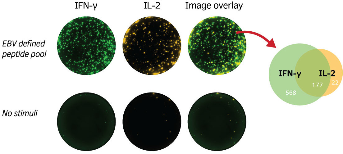 PepPool: EBV (CD4 and CD8), human - Mabtech
