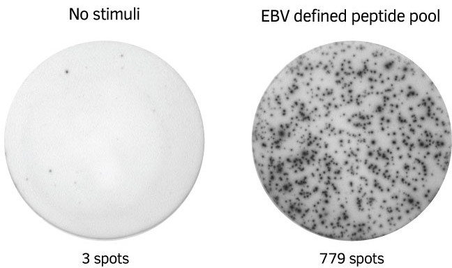 PepPool: EBV (CD4 and CD8), human - Mabtech